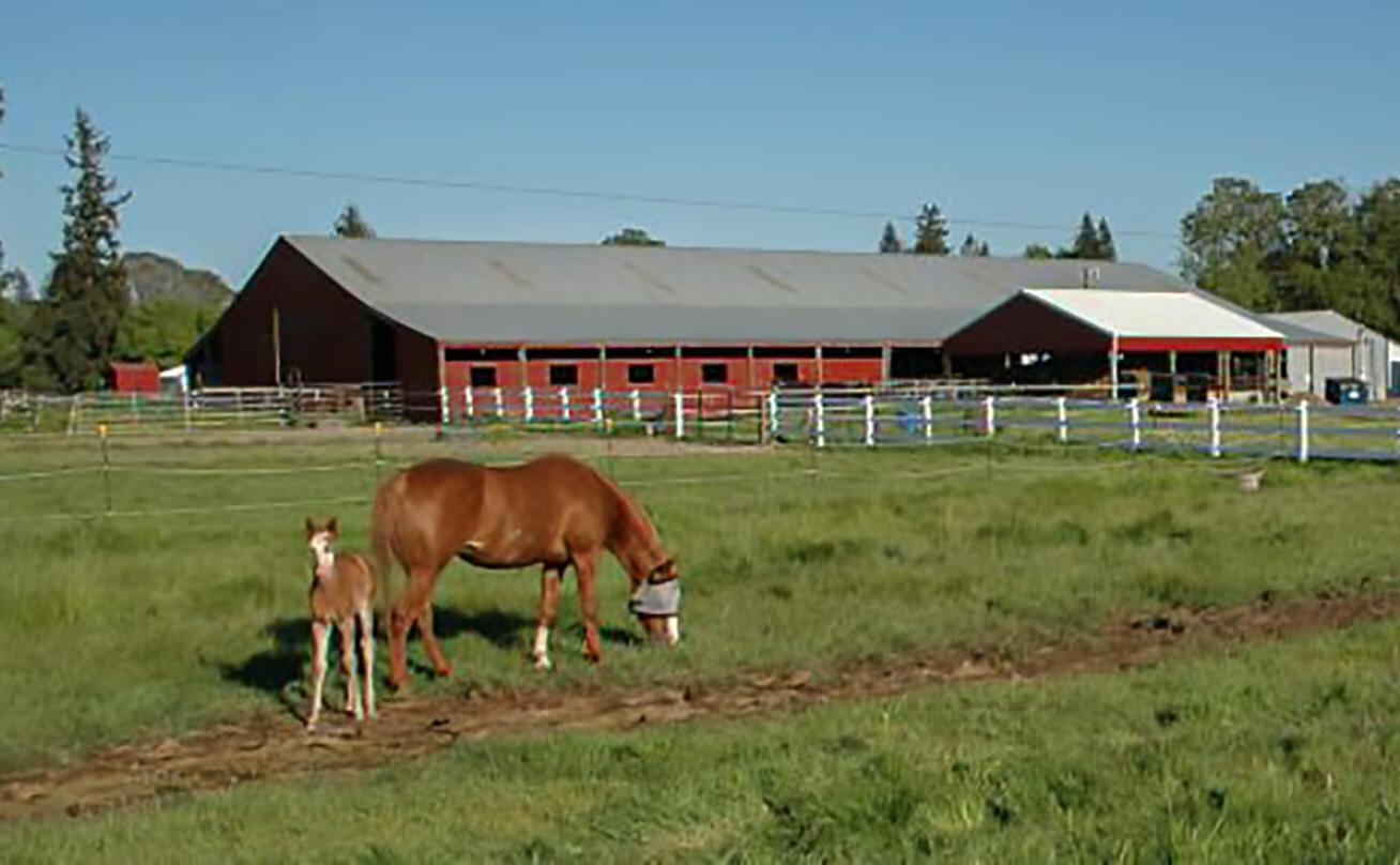 photo of horses grazing in a field